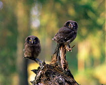 Tengmalms owl juveniles {Aegolius funereus} Sweden