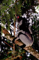 Indri calling with young on back, Perinet Reserve, Madagascar