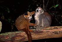 Crowned lemur male (left) and female, Montagne D'Ambre NP Madagascar