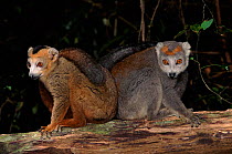 Crowned lemur (Eulemur coronatus) male (left) and female, Montagne D'Ambre NP Madagascar