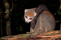 Crowned lemur female, Montagne D'Ambre NP, Madagascar