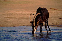 Sable antelope drinking, Hwange NP, Zimbabwe
