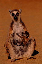 Ring-tailed lemur mother suckling baby, Berenty Private Reserve Madagascar