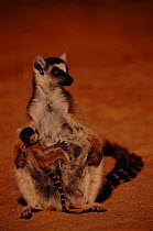 Ring-tailed lemur mother holding baby, Berenty Private Reserve Madagascar