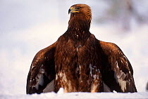 Golden eagle immature mantling prey. Sor Trondelag, Norway, Scandinavia, Europe