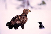 White tailed sea eagle immature bird and Hooded crow. Sor Trondelag, Norway, Scandinavia, Europe