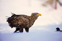 White tailed sea eagle adult bird. Sor Trondelag, Norway, Scandinavia, Europe