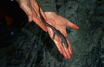 Person holding Cave salamander {Batrachuperus persicus} Iran