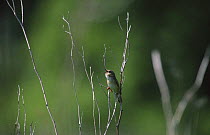 Grasshopper warbler {Locostella naevia} France