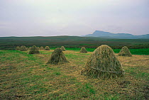 Traditional hay stacks on crofters land Isle of Skye, Scotland