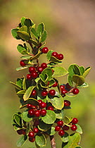 Mediterranean buckthorn berries {Rhamnus alaternus} Alicante, Spain