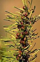 Rhamnus lycioides berries, Spain, Europe