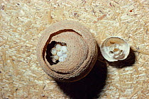 Common wasp nest showing larvae and capped cells containing pupae {Vespula vulgaris} UK