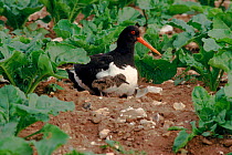 Oystercatcher with chick at nest. Norfolk, England, UK, Europe