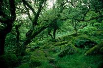 Wistman's Wood, ancient oak woodland, Dartmoor NP, Devon, England, UK, Europe