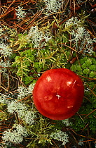Fungi in woodland {Russula sp.} Inverness-shire, Scotland