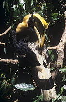 Great Pied Hornbill {Buceros bicornis} preening, exposing preen gland, Thailand