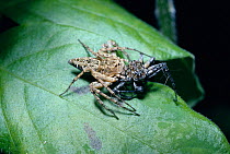 Lynx spider female eating male {Oxyopes schenkeli} Uganda, Africa