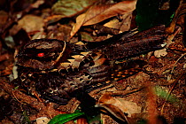 Madagascar nightjar camouflaged on forest floor on forest floor. Mantadia NP, Madgascar