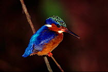 Madagascar kingfisher, Mantadia NP, Madgascar