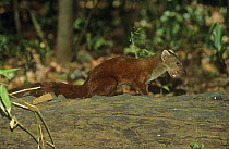 Northern ringed-tailed mongoose {Galida elegans dambrensis} feeding, Ankarana Reserve, Madagascar