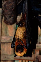 Madagascar fruit bat roosting, Eastern rainforest, Madagascar