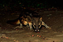 Malagasy civet foraging at night. Ranomafana NP, Madagascar.