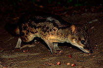 Malagasy civet foraging at night. Ranomafana NP, Madagascar