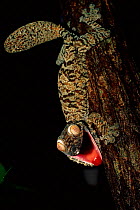 Leaf-tailed gecko threat display. Nosy Mangabe, North East Madagascar
