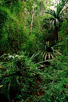 Pandanus and bamboo vines in mid-altitude rainforest. Mantadia NP, Eastern Madagascar