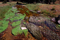 Water buttercup (Ranunculus aquaticus) in stream. Spain, Europe