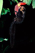 Aye-aye (Daubentonia madagascariensis) feeding on banana flower. Ile mon Desir, Madagascar