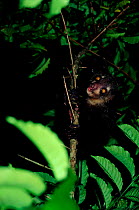 Aye-aye (Daubentonia madagascariensis). Nosy Mangabe reserve, Madagascar