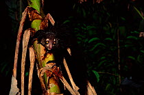 Aye-aye (Daubentonia madagascariensis) on banana palm. Nosy Mangabe reserve, Madagascar