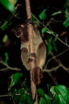 Northern sportive lemur active at night. Ankarana reserve, Madagascar