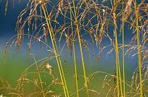 Tufted hairgrass {Deschampsia caespitosa} August