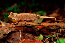 Stump-tailed chameleon (Brookesia peyrierasi). Montagne d'Ambre NP, Madagascar