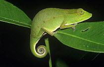 Short-nosed chameleon (Calumma gastrotaenia) at night. Mantadia NP, Madagascar
