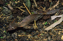 Satanic leaf-tailed gecko (Uroplatus phantasticus) feeding. Mantadia NP, Madagascar