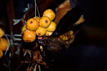 Madagascar straw coloured fruit bat (Eidolon dupreanum) feeding on fruit. Andasibe, Madagascar