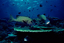 Many spotted sweetlips (Plectorhinchus chaetodonoides). Celebes Sea, Indo Pacific