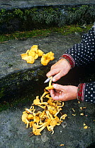 Cleaning Chanerelle mushrooms for eating. {Cantharellus cibarius} Norway