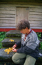 Woman cleaning Chanterelle mushrooms (Cantharellus cibarius) for eating. Norway, Scandinavia, Europe