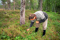 Man gathering wild berries in pine forest, Songli, Sor Trondelag, Norway
