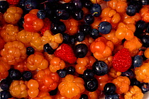 Wild berries - cloudberry, blaeberry and raspberry - gathered from forest. Sor Trondelag, Norway, Scandinavia, Europe