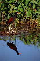 Wattled jacana (Jacana jacana). Amazon rainforest, Manu NP (Biosphere reserve), Peru, South America