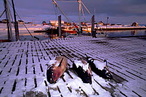Harbour porpoise (phocoena phocoena) killed in fishing nets. Vado, Norway, Scandinavia, Europe