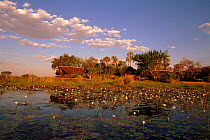 Eagle Island camp, Xaxaba, Moremi Wildlife Reserve, Botswana, Southern Africa