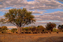 Sable Antelope {Hippotragus niger} walking in Moremi Wildlife Reserve, Botswana, Southern Africa.