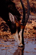 Sable Aatelope (Hipp0tragus niger) drinking with Yellow-billed oxpecker on ear. Moremi Wildlife Reserve, Botswana, Southern Africa